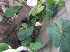 Anthurium Plants