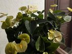 Anthurium Plant