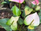 Anthurium Plants