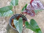 Anthurium Plants