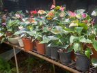 Anthurium Plants