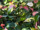 Anthurium Plants
