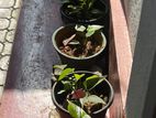 Anthurium Plants