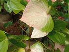Anthurium Plants
