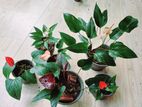 Anthurium Plants