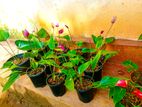 Anthurium Plants