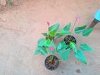 Anthurium Plants