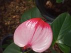 Anthurium Plants