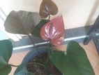 Anthurium Plants