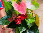 Anthurium Plants