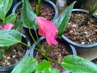 Anthurium Plants