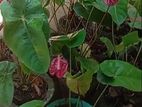 Anthurium Plants