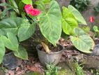 Anthurium Plants with Flowers