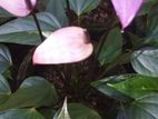 Anthurium plants with flowers
