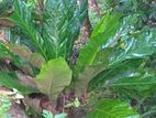 Anthurium Trees