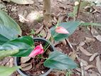 Anthurium Plants