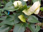 Anthuriyam Plant