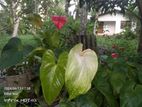 Anthuriyam Plants