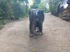 Antique Elephant Statue