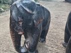 Antique Elephant Statue