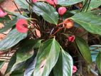 Anthurium Plants