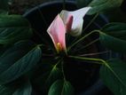 Anthurium Plants