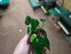 Anubias