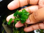 Anubias Petite
