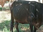 අනුරාද පුර