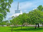 අනුරාධපුර කුඹුරු යායකට මුහුණලා සින්නක්කර බිම් කොටස්