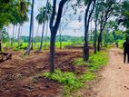 අනුරාධපුර - වෙල් යායකට මුහුණලා සින්නක්කර ඉඩමක්