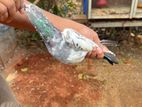 Pigeon