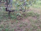 Land Sale Anuradhapura