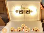 Egg Incubator