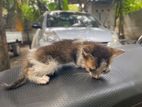 Kitten for Kind Home