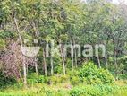 (Ap200) 19 Acre Land for Sale - Kalutara