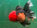 Apache Fancy Goldfish