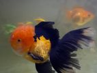 Apache Fancy Goldfish