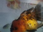 Apache Ranchu Orenda