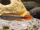 Apistogramma Agazissi Fish