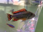 Apistogramma Cockatoo