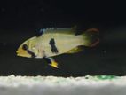 Apistogramma Panduro Fish