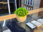 Apple iPhone 12 64GB (Used)