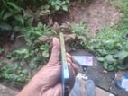 Apple iPhone 12 Pro (Used)