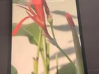 Apple iPhone 12 Pro Max (Used)