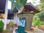 Apple iPhone 13 (Used)