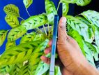 Apple iPhone 13 (Used)
