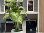 Apple iPhone 14 128GB (Used)