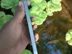 Apple iPhone 14 (Used)