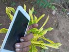 Apple iPhone 6S Plus (Used)